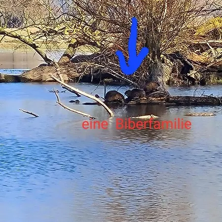 Апартаменты Grosszuegige In -dalari Виттенберге